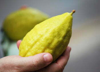 בריטניה: תקנות יבוא חדשות כמעט ומנעו אספקת אתרוגים לחג הסוכות