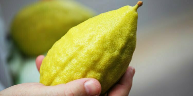 בריטניה: תקנות יבוא חדשות כמעט ומנעו אספקת אתרוגים לחג הסוכות