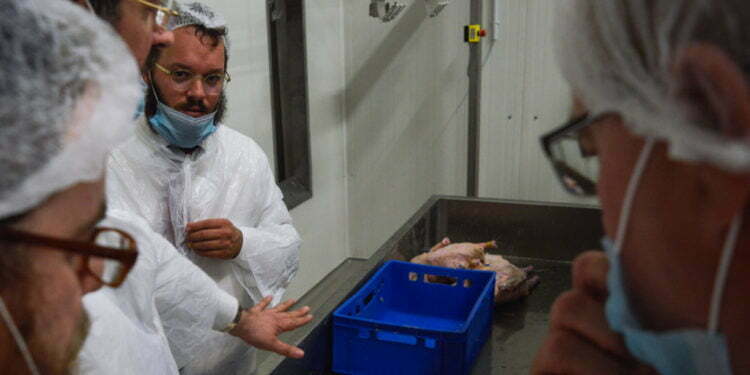 המאבק על השחיטה הכשרה: האם האיחוד האירופי מנסה להפוך לפוסק הלכה?