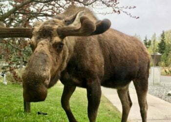 הפגנת השרירים של הקהילה היהודית הזעירה של אלסקה